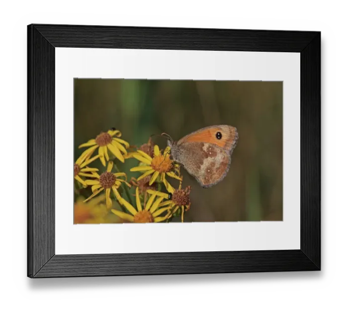 Framed Print : Gatekeeper (Pyronia tithonus) adult, feeding on flowers, Suffolk, England, August Framed Print : Gatekeeper (Pyronia tithonus) adult, feeding on flowers, Suffolk, England, August