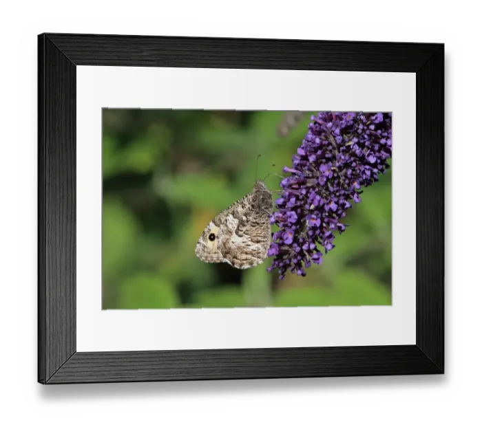 Framed Print : Grayling (Hipparchia semele) adult, feeding on Buddleia (Buddleja sp. ) flowers, Suffolk, England, August Framed Print : Grayling (Hipparchia semele) adult, feeding on Buddleia (Buddleja sp. ) flowers, Suffolk, England, August