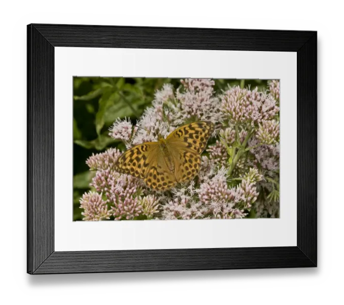 Framed Print : Silver-washed Fritillary (Argynnis paphia) adult female, feeding on Hemp Agrimony (Eupatorium cannabinum) flowers Framed Print : Silver-washed Fritillary (Argynnis paphia) adult female, feeding on Hemp Agrimony (Eupatorium cannabinum) flowers
