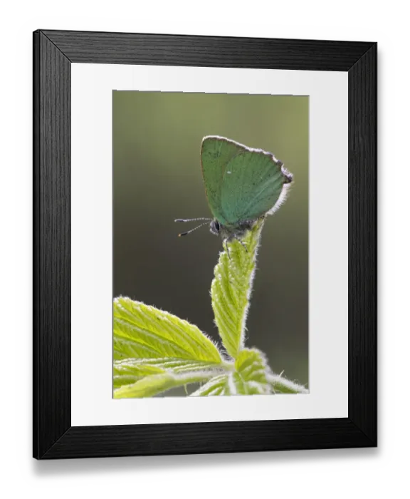 Framed Print : Green Hairstreak (Callophrys rubi) adult, resting on leaf, Warwickshire, England, May Framed Print : Green Hairstreak (Callophrys rubi) adult, resting on leaf, Warwickshire, England, May