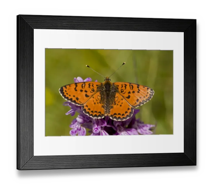Framed Print : Spotted Fritillary (Melitaea didyma) adult, feeding on orchid flowers, French Alps, France, July Framed Print : Spotted Fritillary (Melitaea didyma) adult, feeding on orchid flowers, French Alps, France, July