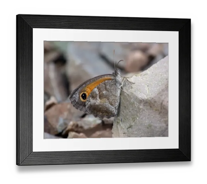 Framed Print : Southern Gatekeeper (Pyronia cecilia) adult, resting on rock, Andalucia, Spain, May