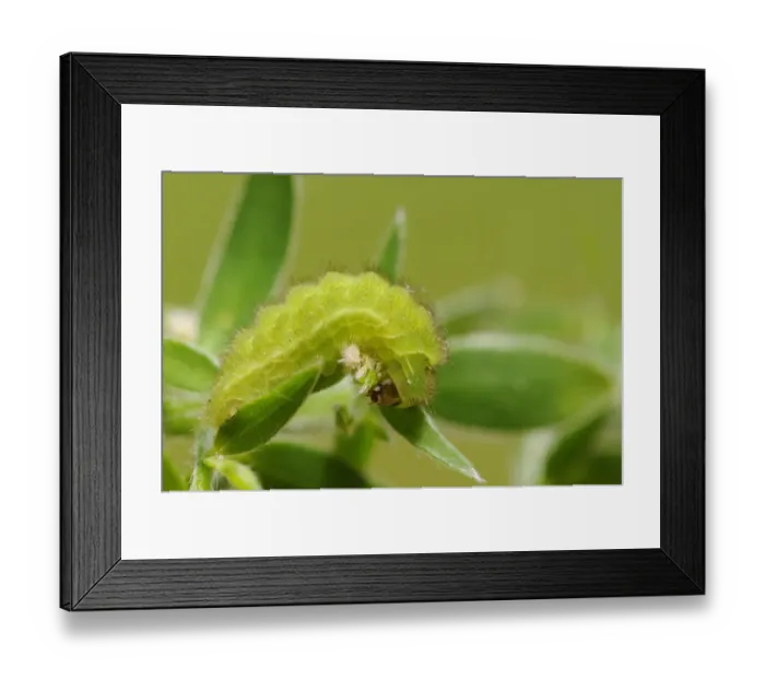 Framed Print : Green Hairstreak (Callophrys rubi) larva, feeding on gorse leaf, Oxfordshire, England, June Framed Print : Green Hairstreak (Callophrys rubi) larva, feeding on gorse leaf, Oxfordshire, England, June