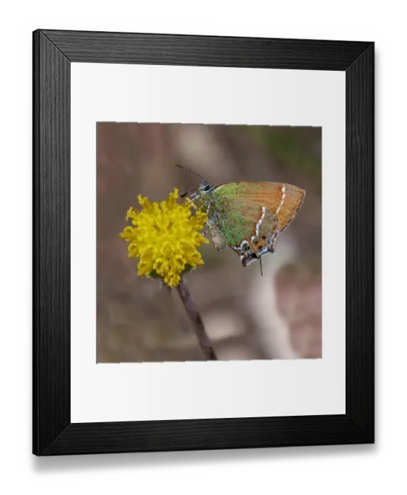 Framed Print : Juniper Hairstreak (Callophrys gryneus) adult female, feeding on flower, Utah, U. S. A. May Framed Print : Juniper Hairstreak (Callophrys gryneus) adult female, feeding on flower, Utah, U. S. A. May