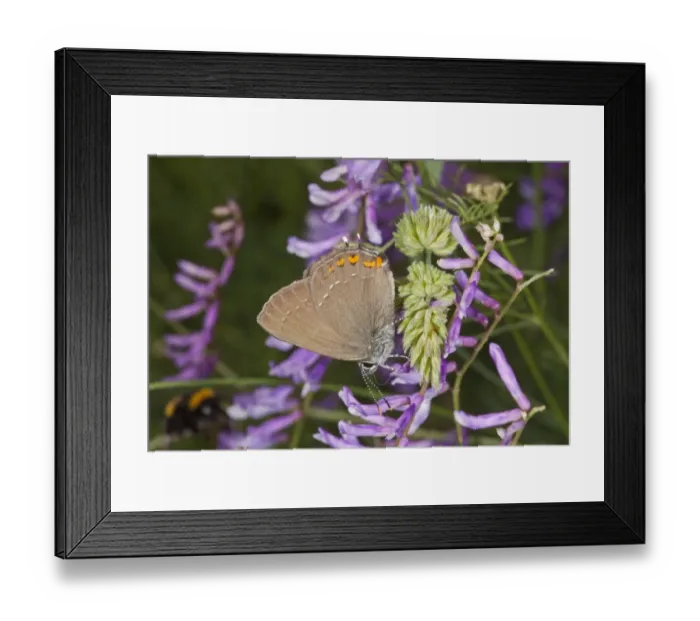 Framed Print : Ilex Hairstreak (Satyrium ilicis) adult, feeding on vetch flowers, Bulgaria, May Framed Print : Ilex Hairstreak (Satyrium ilicis) adult, feeding on vetch flowers, Bulgaria, May