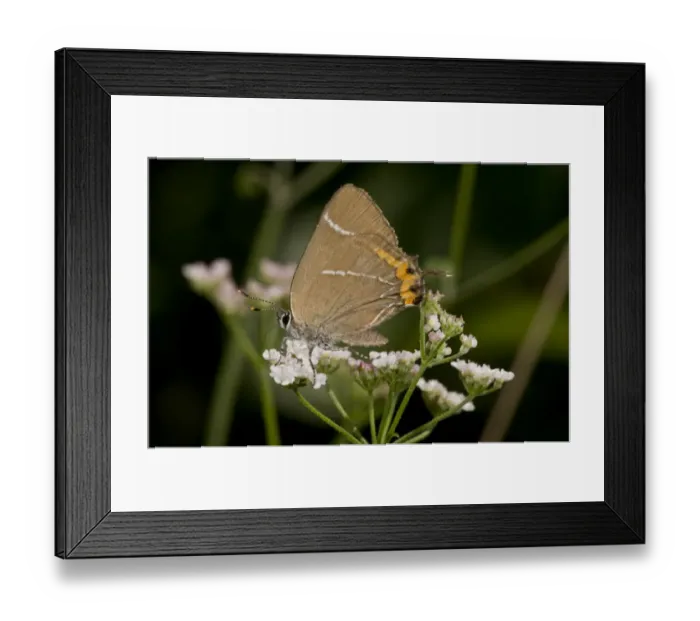 Framed Print : White-letter Hairstreak (Satyrium w-album) adult, feeding on umbellifer flowers, France, August Framed Print : White-letter Hairstreak (Satyrium w-album) adult, feeding on umbellifer flowers, France, August