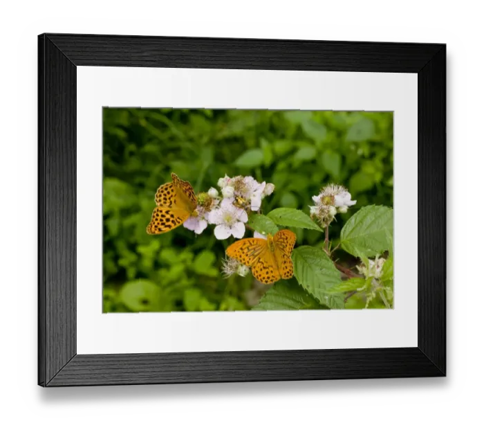 Framed Print : Silver-washed Fritillary (Argynnis paphia) two adults, feeding on bramble flowers, France, August Framed Print : Silver-washed Fritillary (Argynnis paphia) two adults, feeding on bramble flowers, France, August