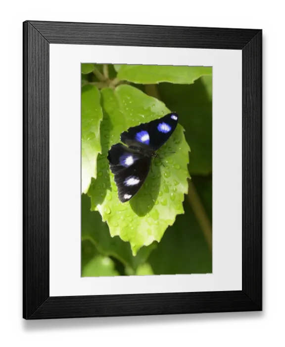Framed Print : Common Eggfly (Hypolimnas bolina) adult male, resting on leaf, Queensland, Australia, November