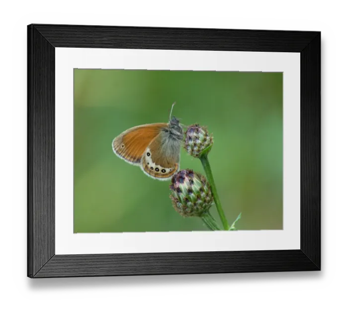 Framed Print : Alpine Heath (Coenonympha gardetta) adult, drinking moisture from knapweed flowerbud, Italian Alps, Italy, July Framed Print : Alpine Heath (Coenonympha gardetta) adult, drinking moisture from knapweed flowerbud, Italian Alps, Italy, July