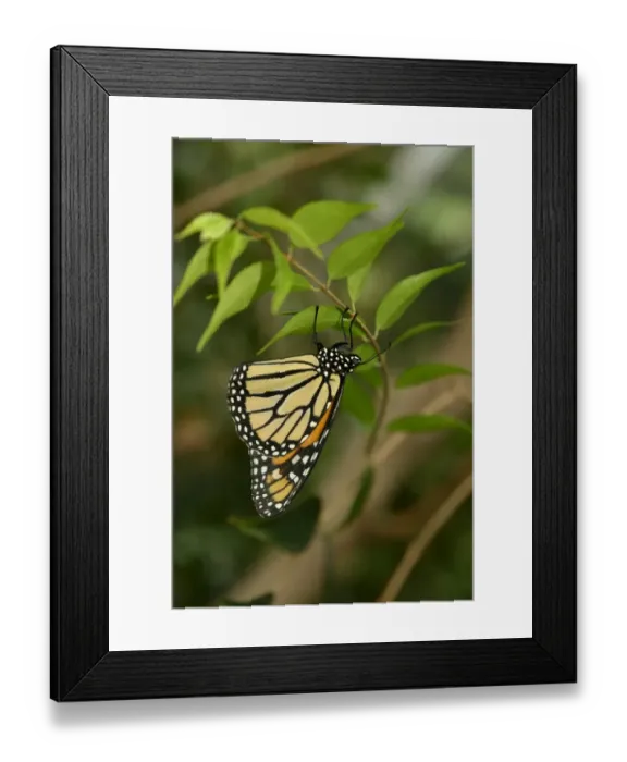 Framed Print : Monarch Butterfly (Danaus plexippus) adult, hanging upside down from twig, Queensland, Australia, November Framed Print : Monarch Butterfly (Danaus plexippus) adult, hanging upside down from twig, Queensland, Australia, November