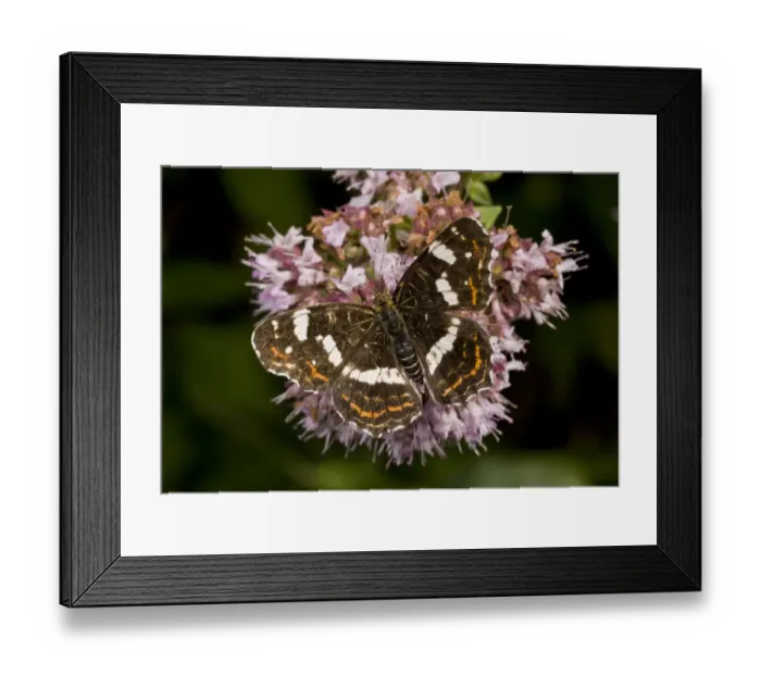 Framed Print : Map Butterfly (Araschnia levana) second generation (forma prorsa) adult, feeding on marjoram flowers, France, August Framed Print : Map Butterfly (Araschnia levana) second generation (forma prorsa) adult, feeding on marjoram flowers, France, August