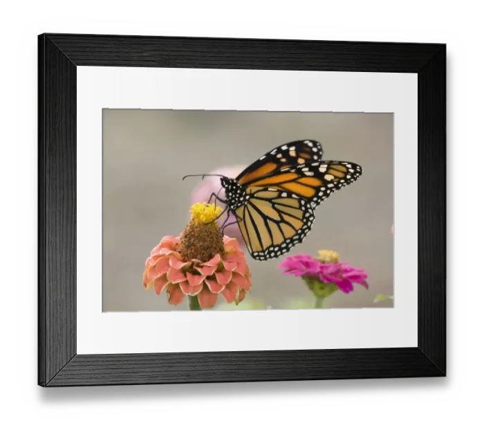 Framed Print : Monarch Butterfly (Danaus plexippus) adult, feeding on zinnia flower in garden, North Dakota, U. S. A. September Framed Print : Monarch Butterfly (Danaus plexippus) adult, feeding on zinnia flower in garden, North Dakota, U. S. A. September