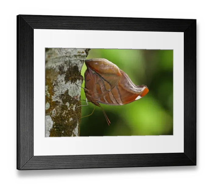 Framed Print : Orion (Historis odius) adult, drinking moisture from tree trunk, Fond Doux Plantation, St Framed Print : Orion (Historis odius) adult, drinking moisture from tree trunk, Fond Doux Plantation, St
