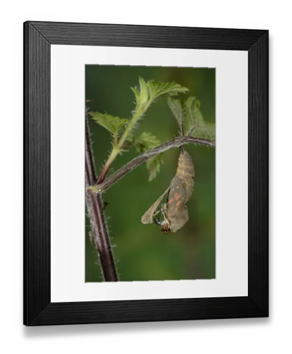 Framed Print : Painted Lady (Vanessa cardui) adult, emerging from pupa, hanging from stinging nettle leaf, Oxfordshire, England, July