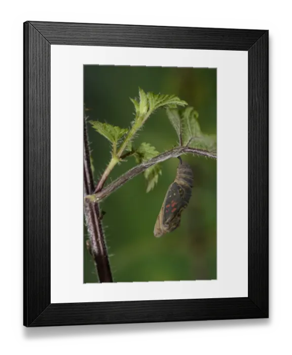 Framed Print : Painted Lady (Vanessa cardui) pupa, about to hatch, hanging from stinging nettle leaf, Oxfordshire, England, July Framed Print : Painted Lady (Vanessa cardui) pupa, about to hatch, hanging from stinging nettle leaf, Oxfordshire, England, July