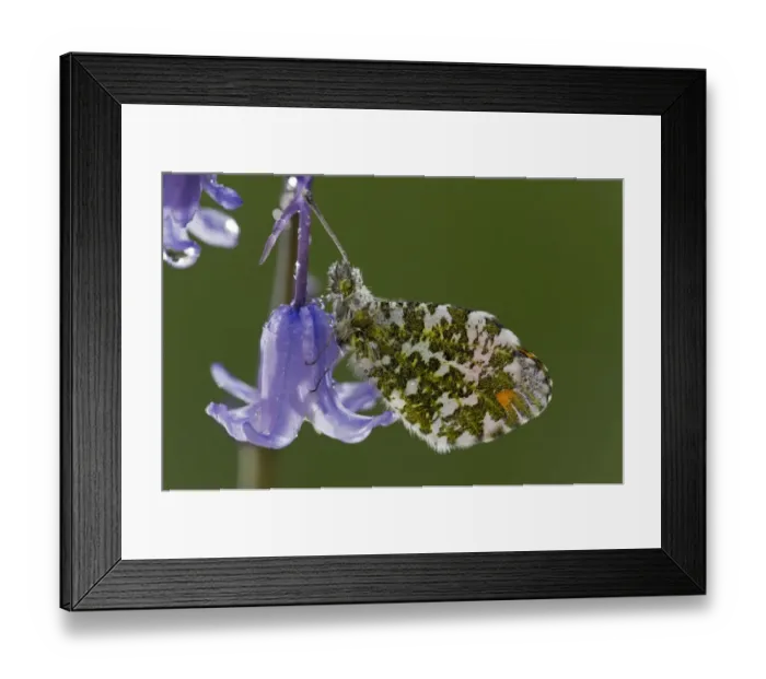 Framed Print : Orange-tip Butterfly (Anthocharis cardamines) adult male, resting on garden bluebell flower after overnight dew Framed Print : Orange-tip Butterfly (Anthocharis cardamines) adult male, resting on garden bluebell flower after overnight dew