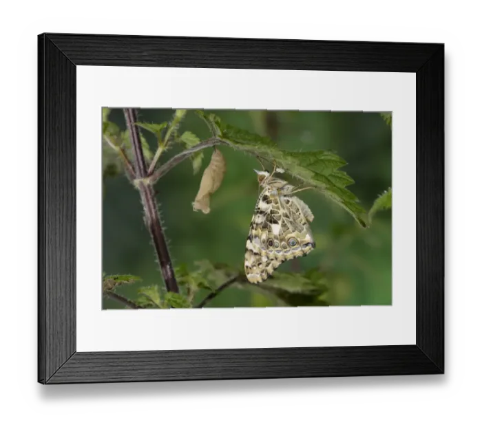 Framed Print : Painted Lady (Vanessa cardui) newly emerged adult, resting beside empty pupa on stinging nettle leaf, Oxfordshire Framed Print : Painted Lady (Vanessa cardui) newly emerged adult, resting beside empty pupa on stinging nettle leaf, Oxfordshire