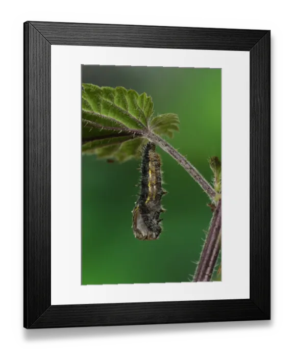 Framed Print : Painted Lady (Vanessa cardui) larva, shedding skin to turn into pupa, hanging from stinging nettle leaf, Oxfordshire Framed Print : Painted Lady (Vanessa cardui) larva, shedding skin to turn into pupa, hanging from stinging nettle leaf, Oxfordshire
