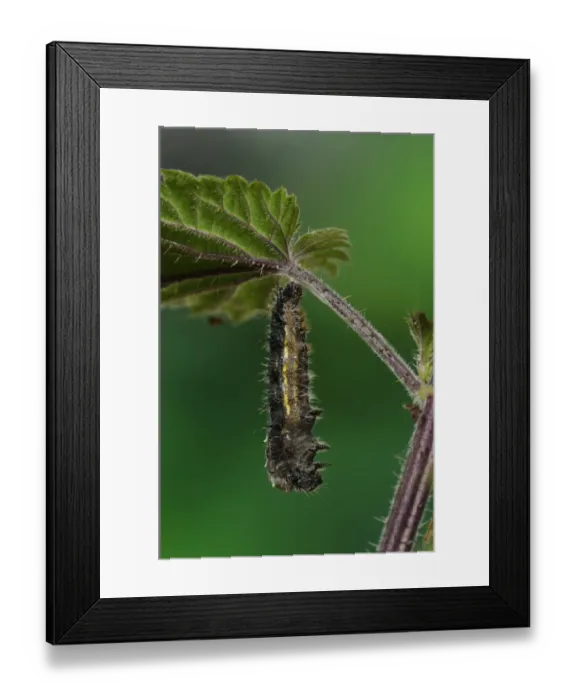 Framed Print : Painted Lady (Vanessa cardui) larva, shedding skin to turn into pupa, hanging from stinging nettle leaf, Oxfordshire Framed Print : Painted Lady (Vanessa cardui) larva, shedding skin to turn into pupa, hanging from stinging nettle leaf, Oxfordshire