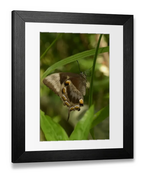 Framed Print : Ulysses Butterfly (Papilio ulysses joesa) adult, resting on leaf, Queensland, Australia, November Framed Print : Ulysses Butterfly (Papilio ulysses joesa) adult, resting on leaf, Queensland, Australia, November