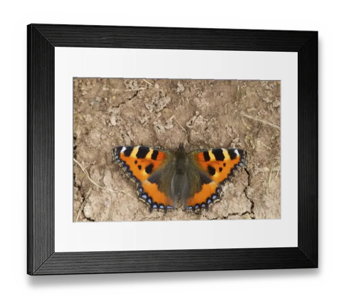 Framed Print : Small Tortoiseshell (Aglais urticae) adult, resting on ground, Berwickshire, Scottish Borders, Scotland, August Framed Print : Small Tortoiseshell (Aglais urticae) adult, resting on ground, Berwickshire, Scottish Borders, Scotland, August