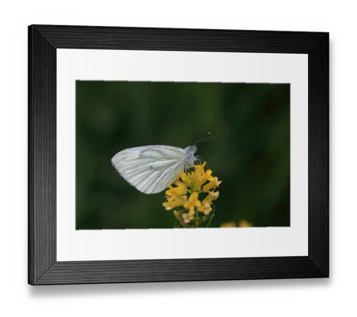 Framed Print : Mountain Green-veined White (Artogeia bryoniae) adult, resting on flowers, Switzerland, June Framed Print : Mountain Green-veined White (Artogeia bryoniae) adult, resting on flowers, Switzerland, June