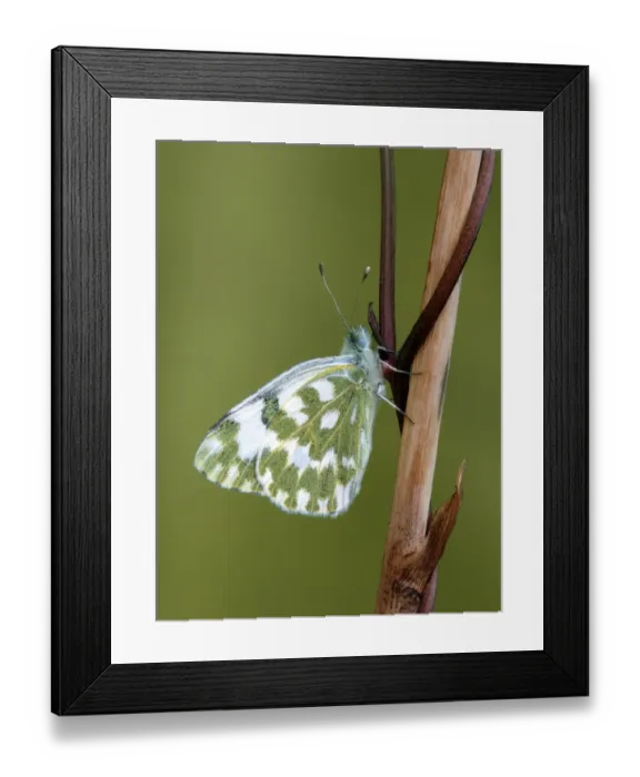 Framed Print : Bath White (Pontia daplidice) adult female, resting on stem, Cannobina Valley, Italian Alps, Piedmont, Northern Italy Framed Print : Bath White (Pontia daplidice) adult female, resting on stem, Cannobina Valley, Italian Alps, Piedmont, Northern Italy