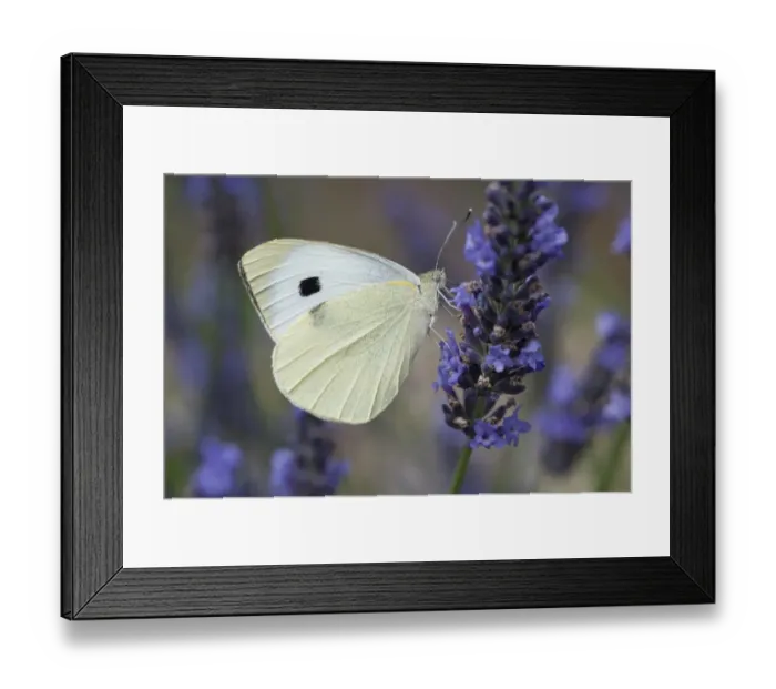 Framed Print : Large White Butterfly (Pieris brassicae) adult female, feeding on lavender flowers, Norfolk, England, August Framed Print : Large White Butterfly (Pieris brassicae) adult female, feeding on lavender flowers, Norfolk, England, August