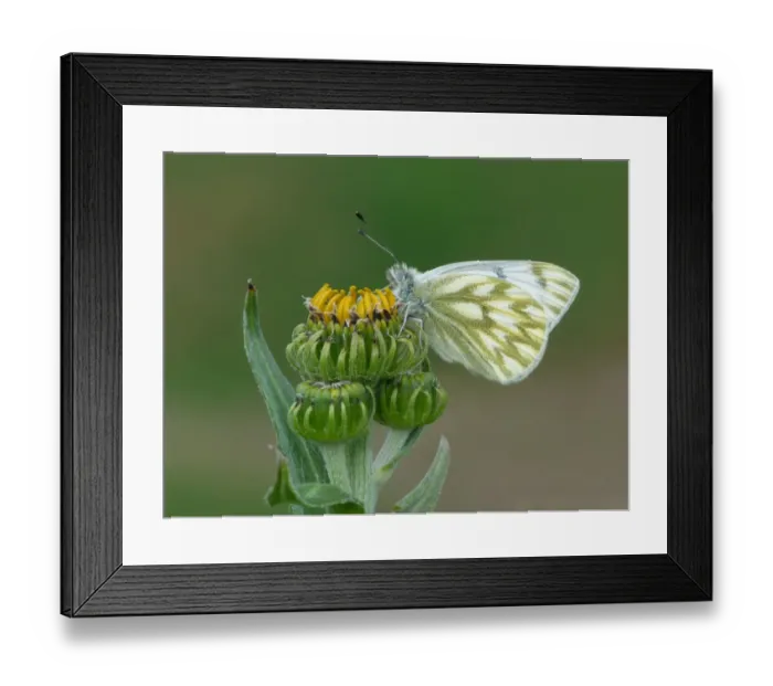 Framed Print : Peak White (Pontia callidice) adult, resting on Arnica (Arnica montana) flowerbuds, Italian Alps, Italy, July Framed Print : Peak White (Pontia callidice) adult, resting on Arnica (Arnica montana) flowerbuds, Italian Alps, Italy, July