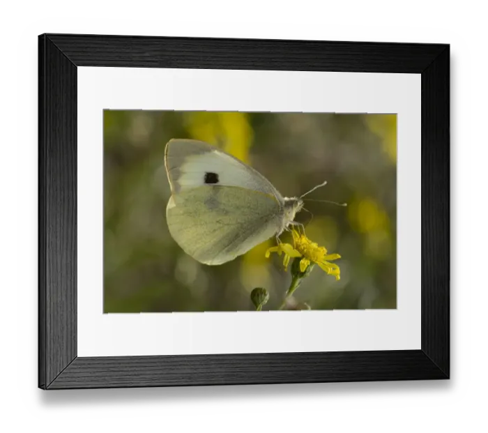 Framed Print : Large White Butterfly (Pieris brassicae ssp. brassicae) adult female, feeding on ragwort flower, France, October Framed Print : Large White Butterfly (Pieris brassicae ssp. brassicae) adult female, feeding on ragwort flower, France, October