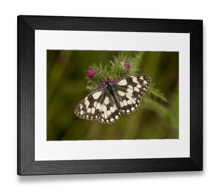 Framed Print : Marbled White (Melanargia galathea) adult, feeding on Welted Thistle (Carduus crispus) flowers