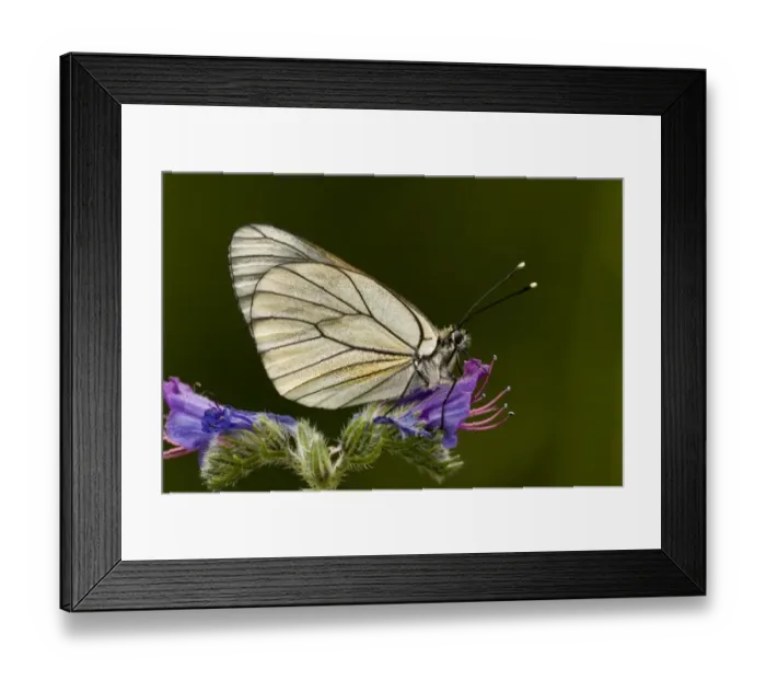 Framed Print : Black-veined White (Aporia crataegi) adult, resting on Vipers Bugloss (Echium vulgare) flower, French Pyrenees, France Framed Print : Black-veined White (Aporia crataegi) adult, resting on Vipers Bugloss (Echium vulgare) flower, French Pyrenees, France