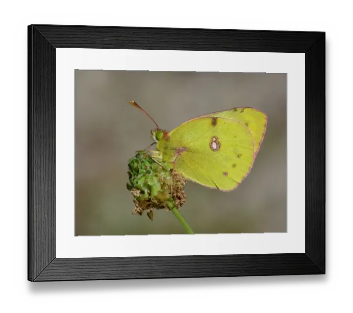 Framed Print : Clouded Yellow (Colias croceus) adult, resting on Salad Burnet (Sanguisorba minor), Cannobina Valley, Italian Alps Framed Print : Clouded Yellow (Colias croceus) adult, resting on Salad Burnet (Sanguisorba minor), Cannobina Valley, Italian Alps