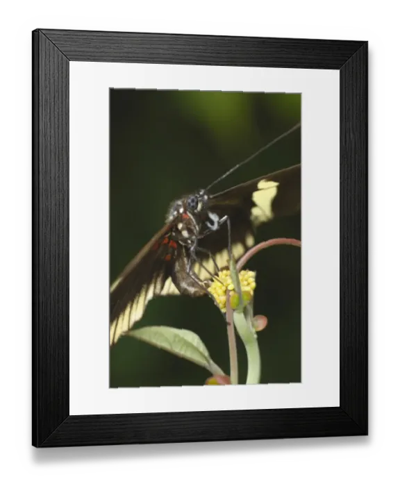 Framed Print : White-edged Longwing (Heliconius eleuchia) adult female, laying eggs in communal egg batch, Osa Peninsula Framed Print : White-edged Longwing (Heliconius eleuchia) adult female, laying eggs in communal egg batch, Osa Peninsula
