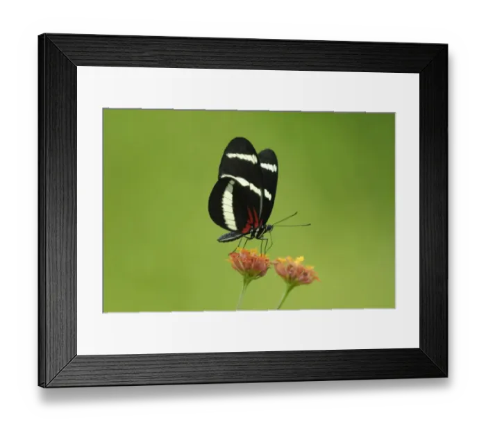 Framed Print : Hewitsons Longwing (Heliconius hewitsoni) adult, feeding on flowers in rainforest, Osa Peninsula, Puntarenas Province Framed Print : Hewitsons Longwing (Heliconius hewitsoni) adult, feeding on flowers in rainforest, Osa Peninsula, Puntarenas Province