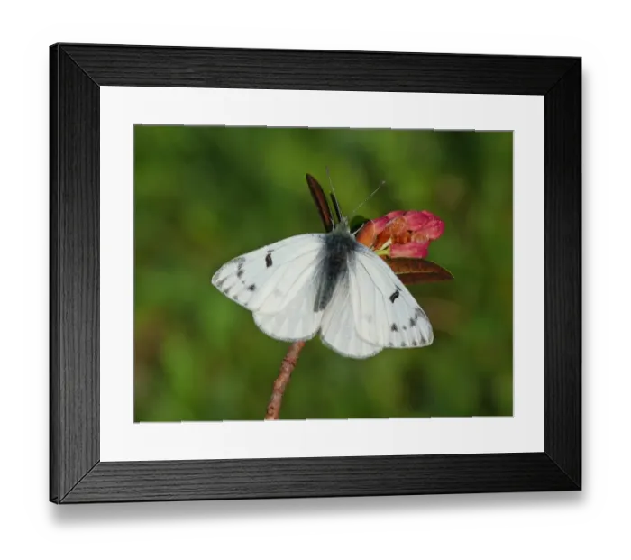 Framed Print : Peak White (Pontia callidice) adult male, basking on Alpenrose (Rhododendron ferrugineum) Framed Print : Peak White (Pontia callidice) adult male, basking on Alpenrose (Rhododendron ferrugineum)