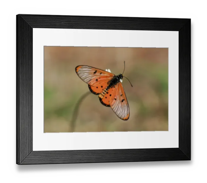 Framed Print : Wandering Donkey Acraea (Acraea neobule) adult, resting on flower in savannah, Kruger N. P