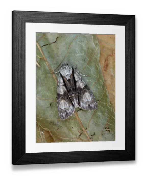 Framed Print : Alder Moth (Acronicta alni) adult, resting on dry leaves, Cannobina Valley, Italian Alps, Piedmont, Northern Italy Framed Print : Alder Moth (Acronicta alni) adult, resting on dry leaves, Cannobina Valley, Italian Alps, Piedmont, Northern Italy