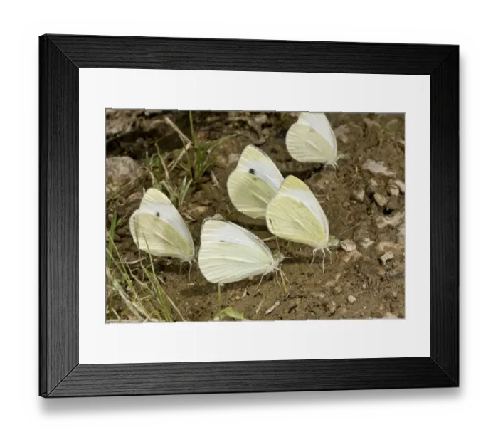 Framed Print : Southern Small White (Pieris mannii) five adults, mud-puddling, drinking minerals from damp ground, Pontic Mountains Framed Print : Southern Small White (Pieris mannii) five adults, mud-puddling, drinking minerals from damp ground, Pontic Mountains