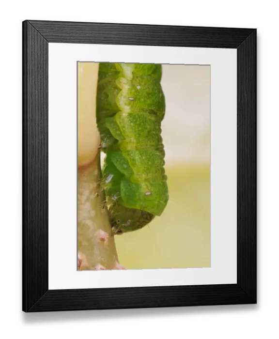 Framed Print : Angle Shades (Phlogophora meticulosa) caterpillar, close-up of head, crawling down stem in garden, Belvedere, Bexley Framed Print : Angle Shades (Phlogophora meticulosa) caterpillar, close-up of head, crawling down stem in garden, Belvedere, Bexley