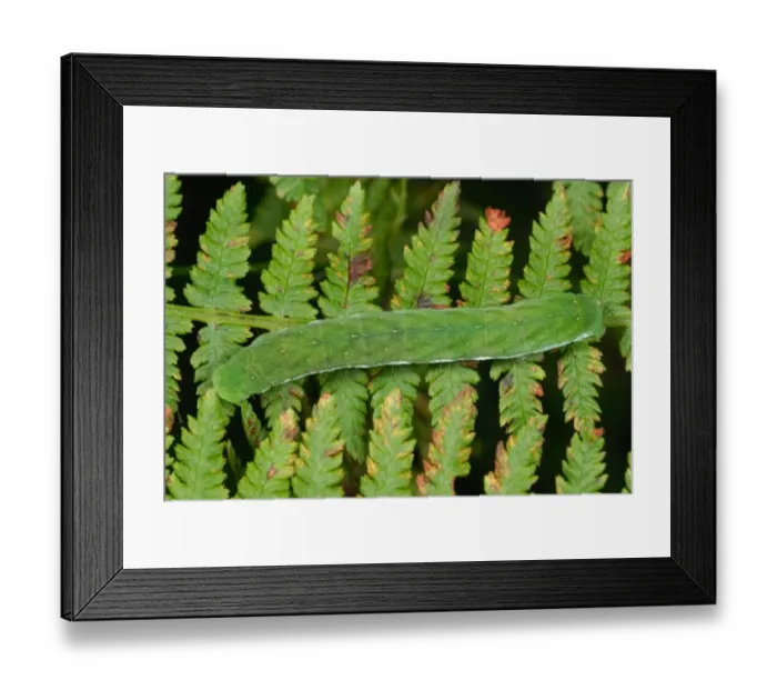 Framed Print : Small Angle Shades (Euplexia lucipara) caterpillar, on Bracken (Pteridium aquilinum) frond in ancient woodland