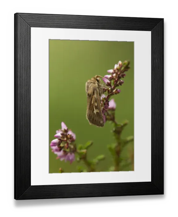 Framed Print : Antler Moth (Cerapteryx graminis) adult, resting on flowering heather, Sheffield, South Yorkshire, England, August Framed Print : Antler Moth (Cerapteryx graminis) adult, resting on flowering heather, Sheffield, South Yorkshire, England, August