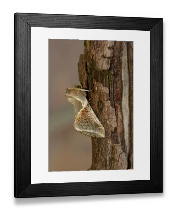 Framed Print : Buff Arches (Habrosyne pyritoides) adult, resting on branch, Oxfordshire, England, July