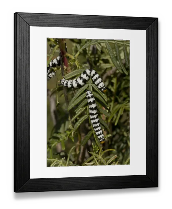 Framed Print : Roseate Emperor (Eochroa trimenii) caterpillars, on melianthus leaves, Namaqua Desert, Namaqualand, South Africa Framed Print : Roseate Emperor (Eochroa trimenii) caterpillars, on melianthus leaves, Namaqua Desert, Namaqualand, South Africa