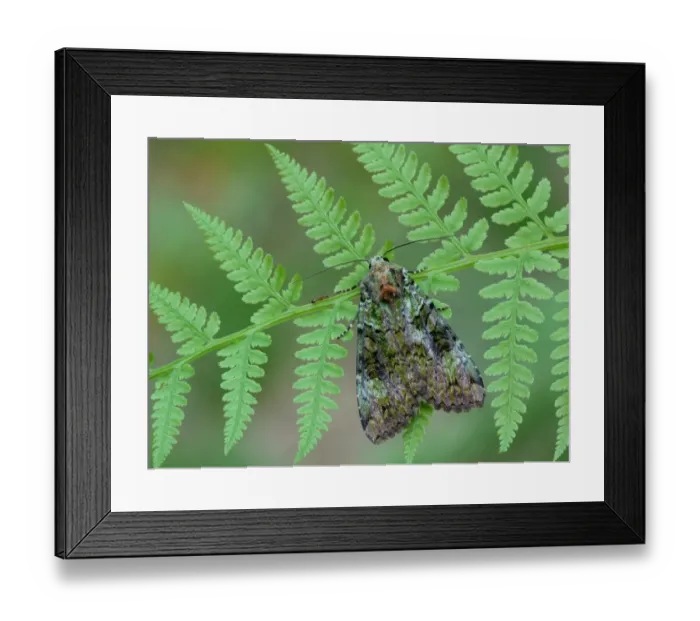 Framed Print : Green Arches (Anaplectoides prasina) adult, resting on Lady Fern (Anthyrium filix-femina) with Wood Ant (Formica sp. ) Framed Print : Green Arches (Anaplectoides prasina) adult, resting on Lady Fern (Anthyrium filix-femina) with Wood Ant (Formica sp. )