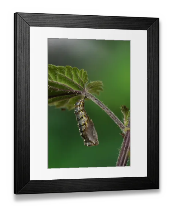 Framed Print : Painted Lady (Vanessa cardui) newly formed pupa, hanging from stinging nettle leaf, Oxfordshire, England, June Framed Print : Painted Lady (Vanessa cardui) newly formed pupa, hanging from stinging nettle leaf, Oxfordshire, England, June