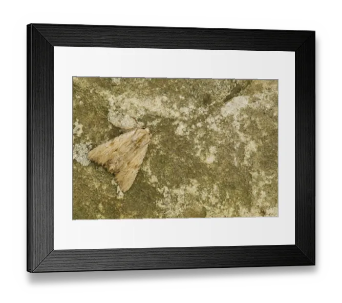 Framed Print : Light Arches (Apamea lithoxylaea) adult, Sheffield, South Yorkshire, England, July Framed Print : Light Arches (Apamea lithoxylaea) adult, Sheffield, South Yorkshire, England, July