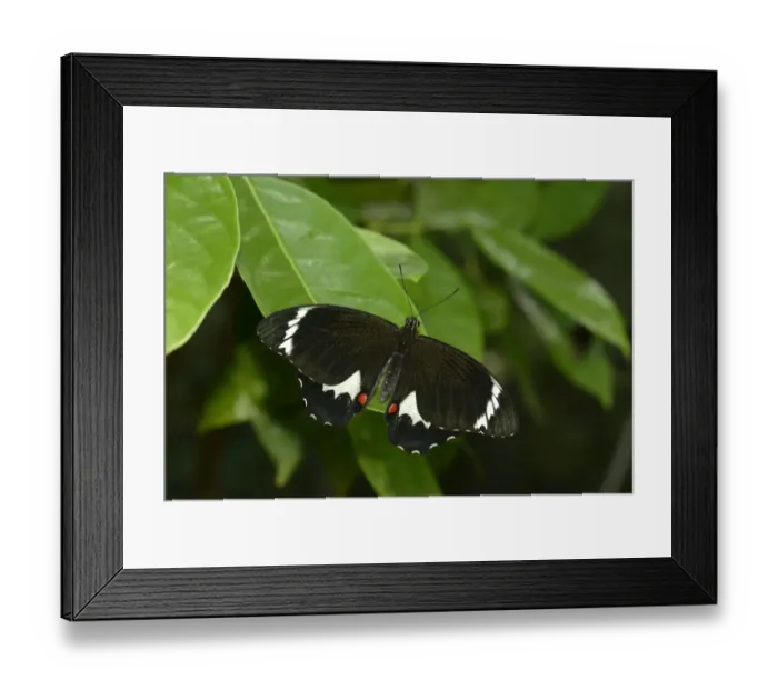 Framed Print : Orchard Swallowtail (Papilio aegeus aegeus) adult female, resting on leaf, Queensland, Australia, November Framed Print : Orchard Swallowtail (Papilio aegeus aegeus) adult female, resting on leaf, Queensland, Australia, November