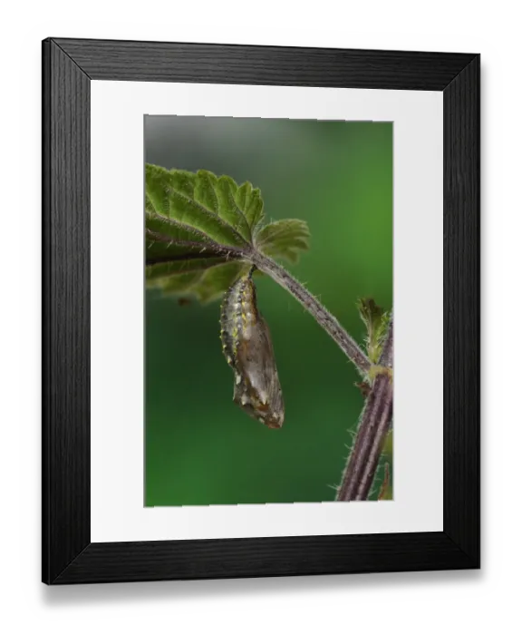 Framed Print : Painted Lady (Vanessa cardui) newly formed pupa, hanging from stinging nettle leaf, Oxfordshire, England, June Framed Print : Painted Lady (Vanessa cardui) newly formed pupa, hanging from stinging nettle leaf, Oxfordshire, England, June