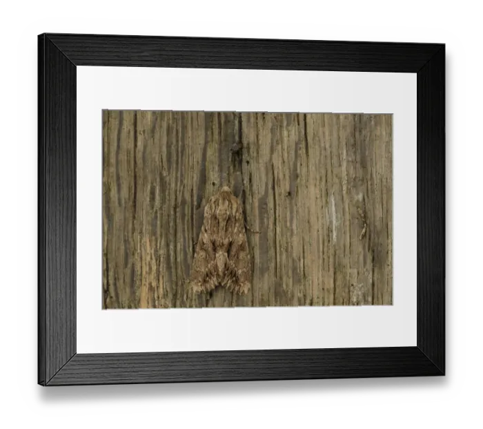 Framed Print : Dark Arches (Apamea monoglypha) adult, Sheffield, South Yorkshire, England, July Framed Print : Dark Arches (Apamea monoglypha) adult, Sheffield, South Yorkshire, England, July